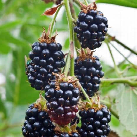 100 Black Satin Blackberry Sweet Blackberries Black Mulberry Fruit Seeds