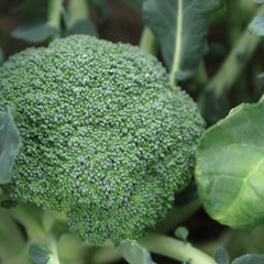 100 Green Sprouting Broccoli Organic Heirloom Seeds (Vegetable) Non Gmo