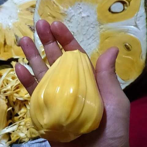 Hand holding a yellow fruit with a sliced fruit in the background