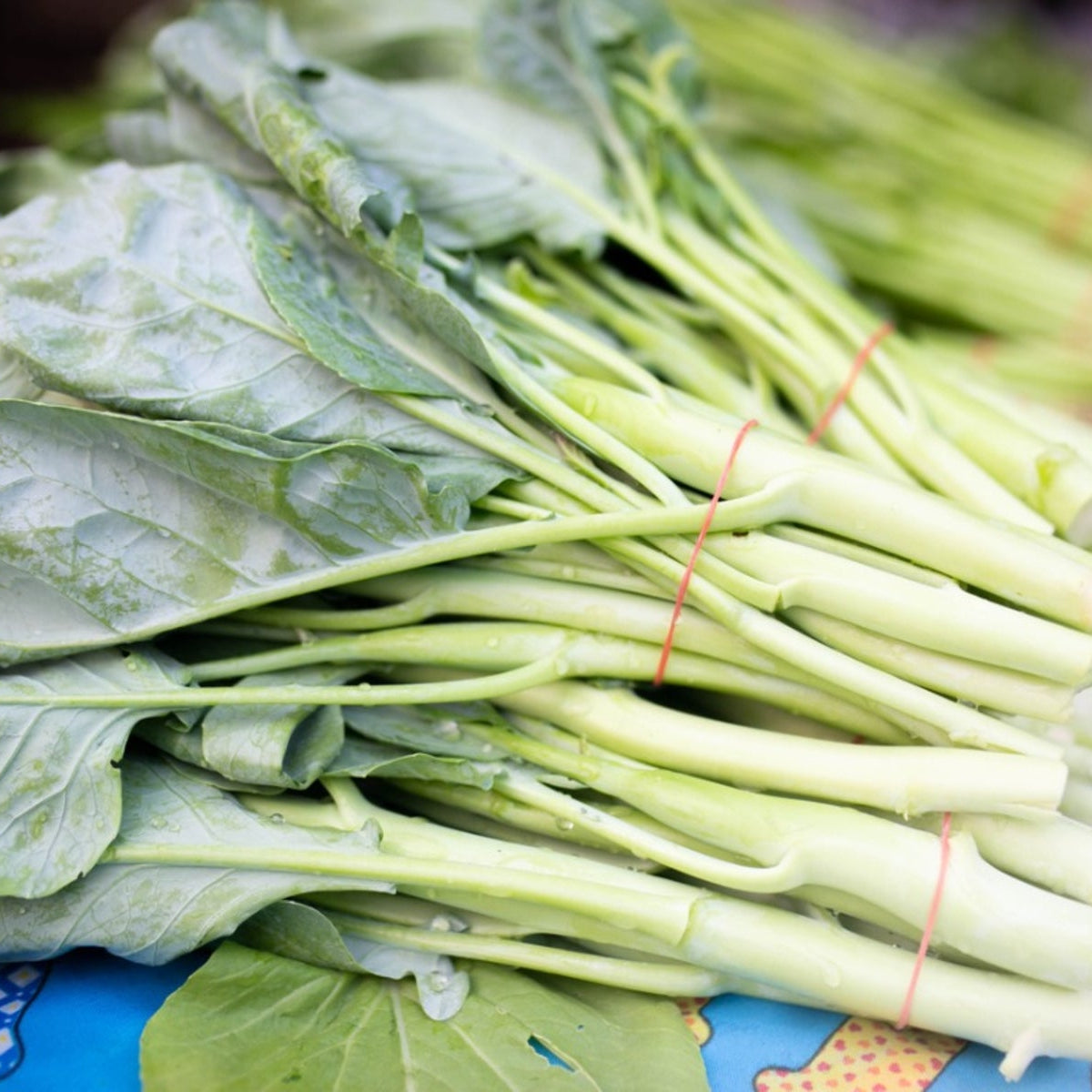 1000 Branching Chinese Kale Kai Lan Kailaan Seeds Brassica Oleracea