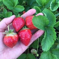 100 Cabot Strawberry Edible Garden Fruit Organic Sweet Non-GMO Seeds
