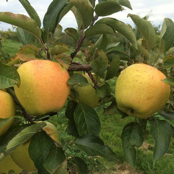 Apples on a tree branch with green leaves in an orchard setting.