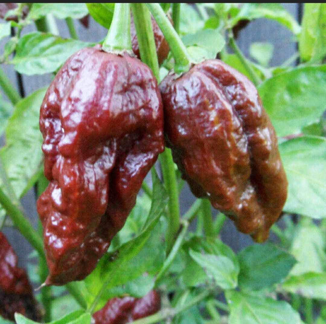 25 Chocolate Bhut Jolokia Chili Pepper Non GMOs Vegetable Heirloom Seeds