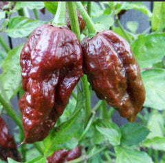 25 Chocolate Bhut Jolokia Chili Pepper Non GMOs Vegetable Heirloom Seeds