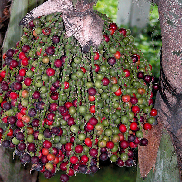 15 Caryota Urens Burmese Fishtail Palm Seeds