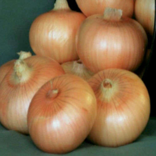 300 Granex Onion Vegetable Seeds