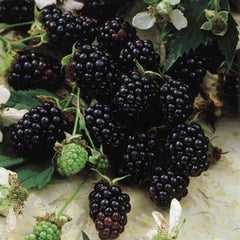 100 Chester Thornless Blackberry Fruit Seeds