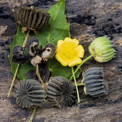 50 Abutilon Hirtum Country Mallow Indian Mallow Seeds
