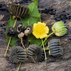 50 Abutilon Hirtum Country Mallow Indian Mallow Seeds