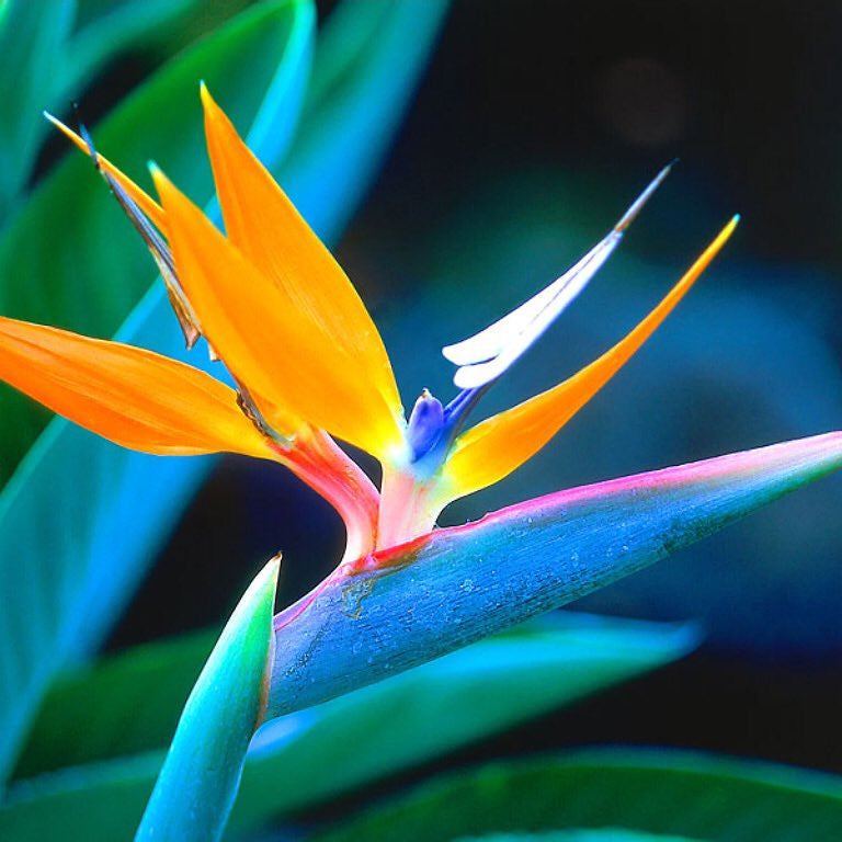 10 Blue Bird of Paradise Flower Seeds. Strelitzia reginae crane flower
