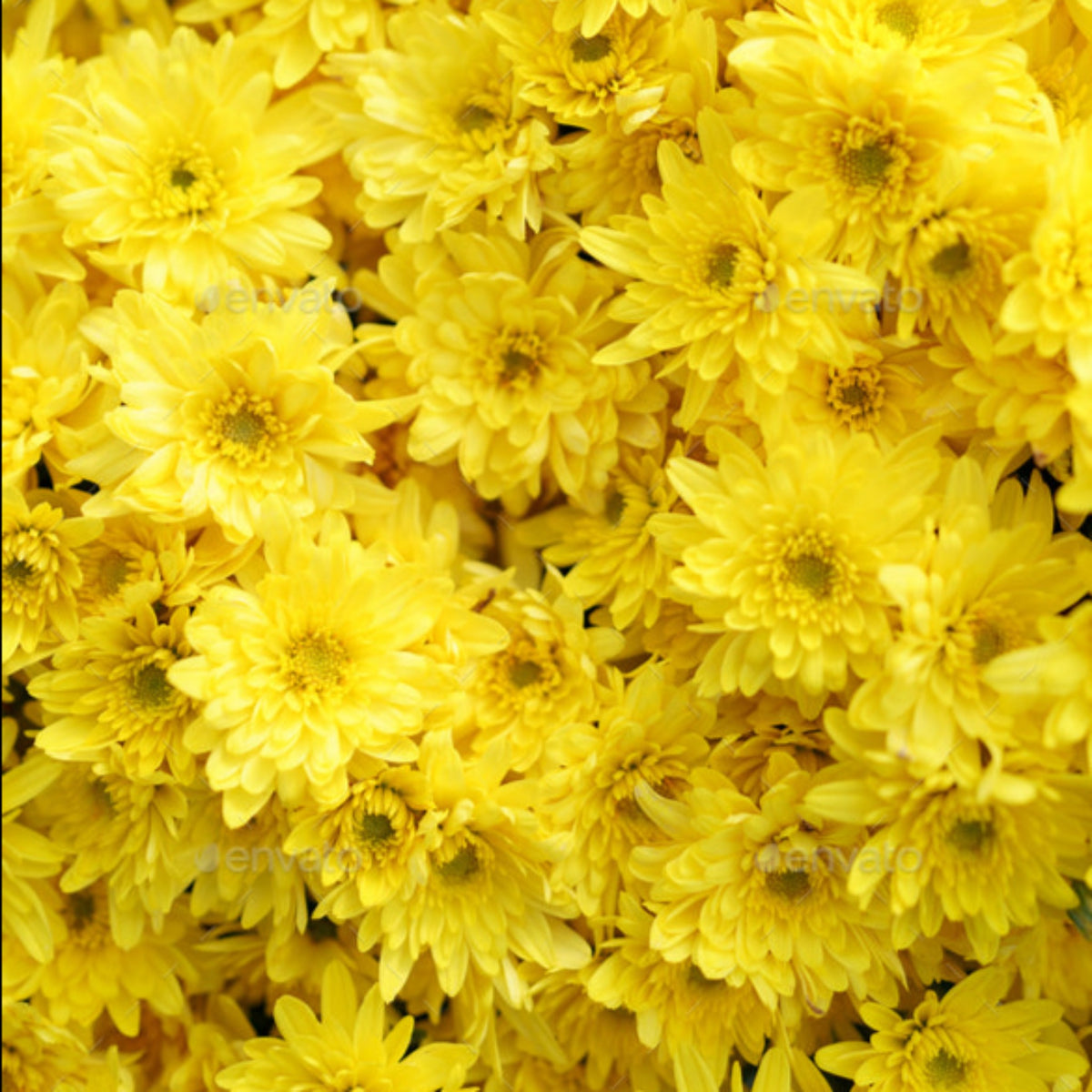 100 Yellow Chrysanthemum Flower Seeds (Flower Plants)