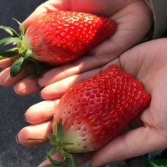 100 King’s Berry Korean Red Strawberry Fruit Plants Seeds