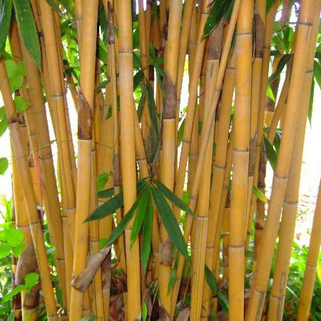 Bamboo plants with green leaves in a natural setting