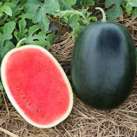 Half-cut watermelon showing red flesh and green rind on a natural background.