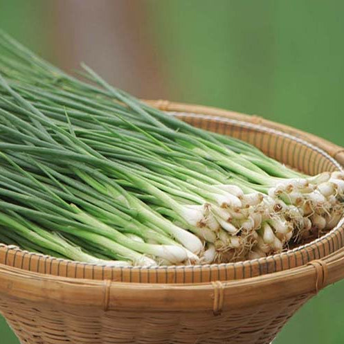 300 Thai Giant Green Onion Scallion Organic Vegetable Seeds