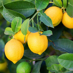 30 Eureka Lemon Bonsai Dwarf Seeds