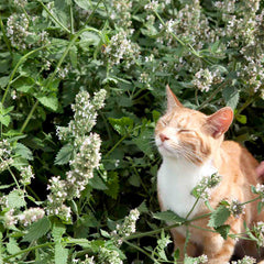 200 Catmint Catnip Seeds Nepeta Cataria Citriodora