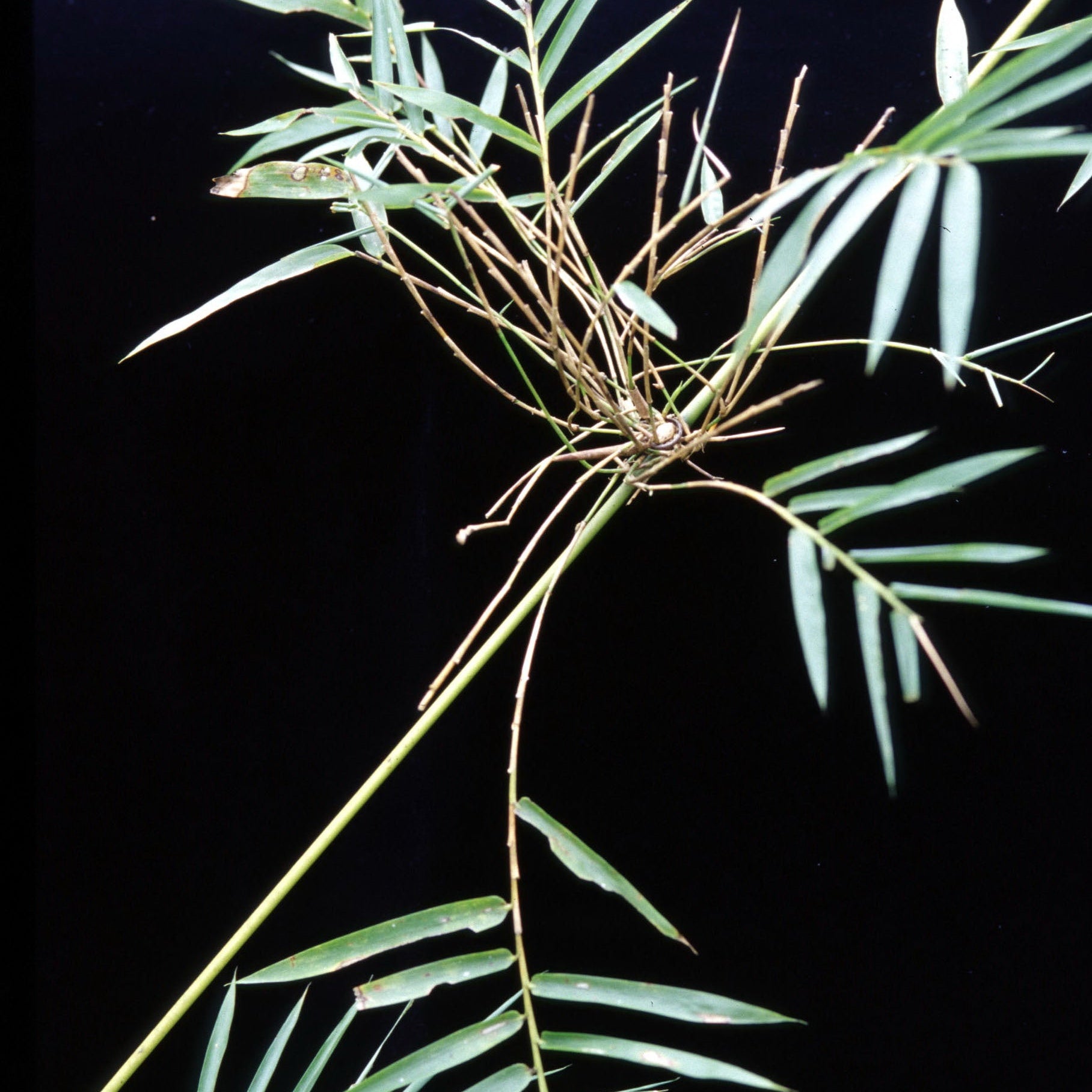 Close-up of a plant with long green leaves on a black background