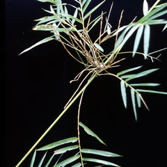 Close-up of a plant with long green leaves on a black background