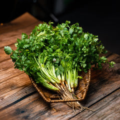 500 Thai Big Leaf Coriander Vegetable Planting Potted Heirloom Seeds