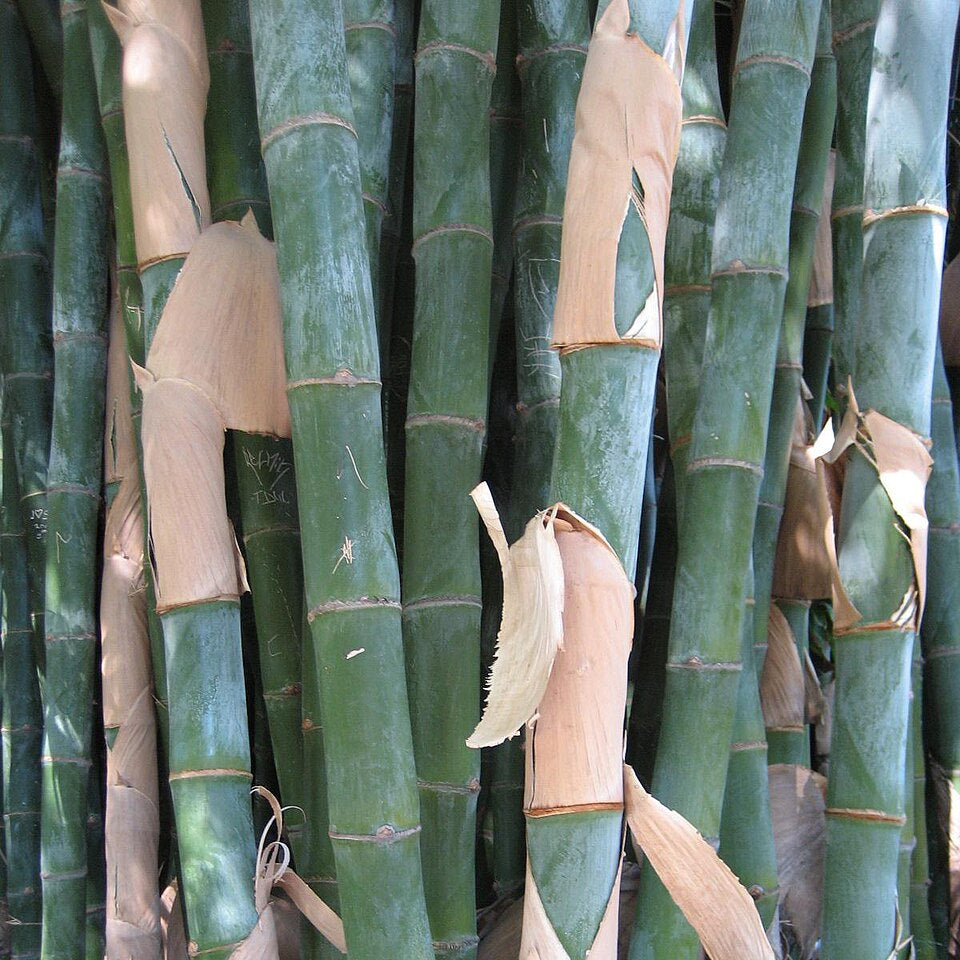 Bamboo plants with some leaves removed, showing green stalks and brown leaf bases.