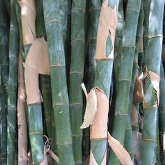 Bamboo plants with some leaves removed, showing green stalks and brown leaf bases.