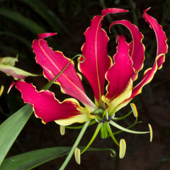 10 Red Flame Lily Gloriosa superba L Seeds