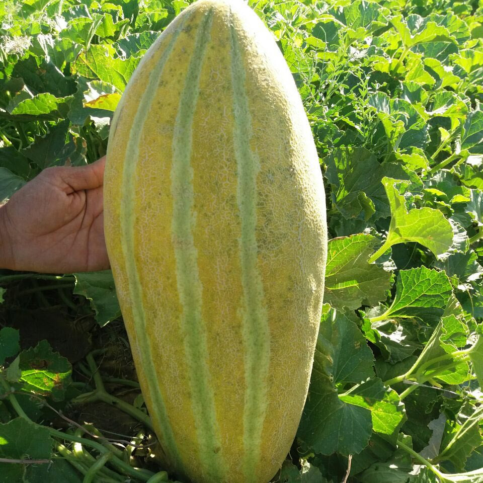 Large yellow and green striped melon held by a hand in a field of green plants.