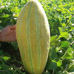 Large yellow and green striped melon held by a hand in a field of green plants.