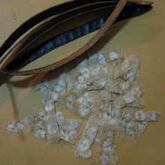 50 Jasmine White Cork Tree Millingtonia hortensis Seeds