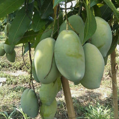 Mangoes hanging from a tree in an orchard