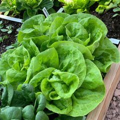 300 Bibb Lettuce Vegetable Seeds