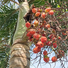5 Foxtail Palm Wodyetia Bifurcata Seeds