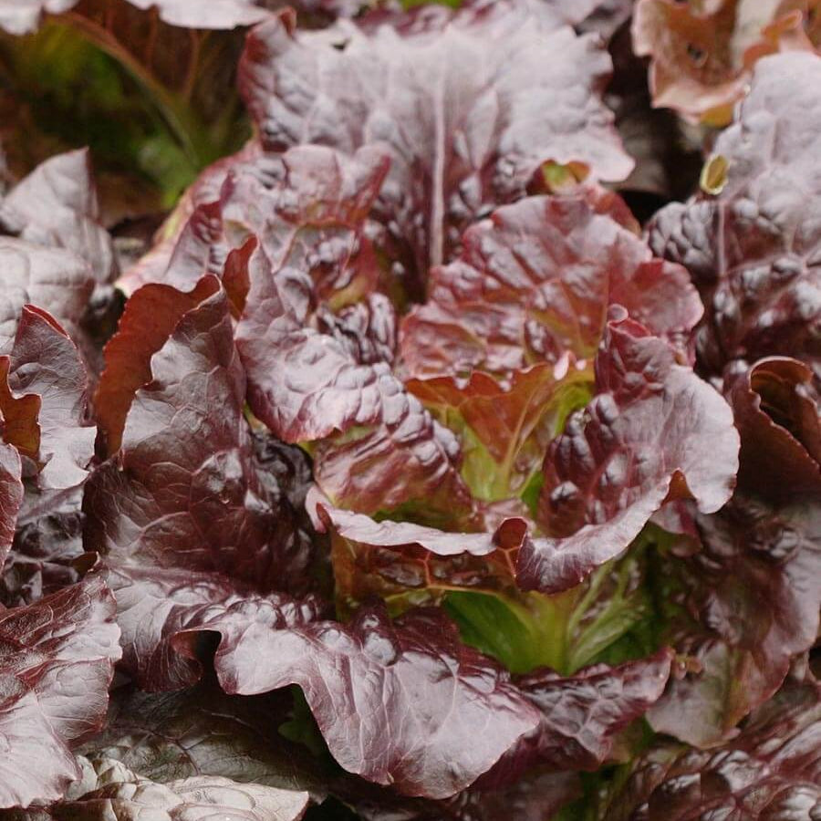 300 Cimmaron Romaine Lettuce Vegetable Seeds