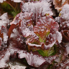 300 Cimmaron Romaine Lettuce Vegetable Seeds