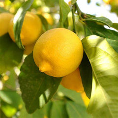 30 Lisbon Lemon Tree Seeds