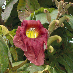 20 Southwest China Cat Tail Tree Markhamia Stipulata Var. Stipulata Seeds