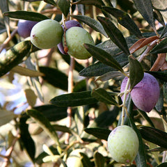 10 Olive Tree Olea Europaea L Seeds