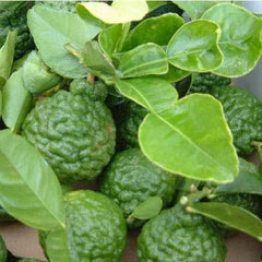 30 Kaffir Lime Citrus Aurantifolia Seeds