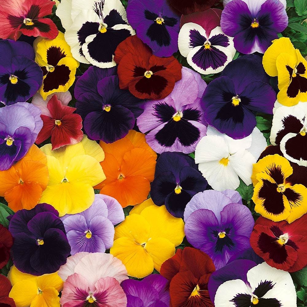 200 Mexican Pansy Flower Mix Color Wavy Viola Tricolor Seeds