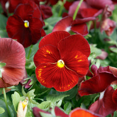 100 Red Pansy Seeds Perennial Butterfly Flowers (Viola Cornuta Sorbet Series)