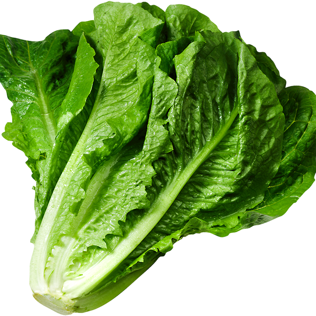 300 Parris Island Cos Romaine Lettuce Vegetable Seeds