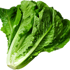 300 Parris Island Cos Romaine Lettuce Vegetable Seeds