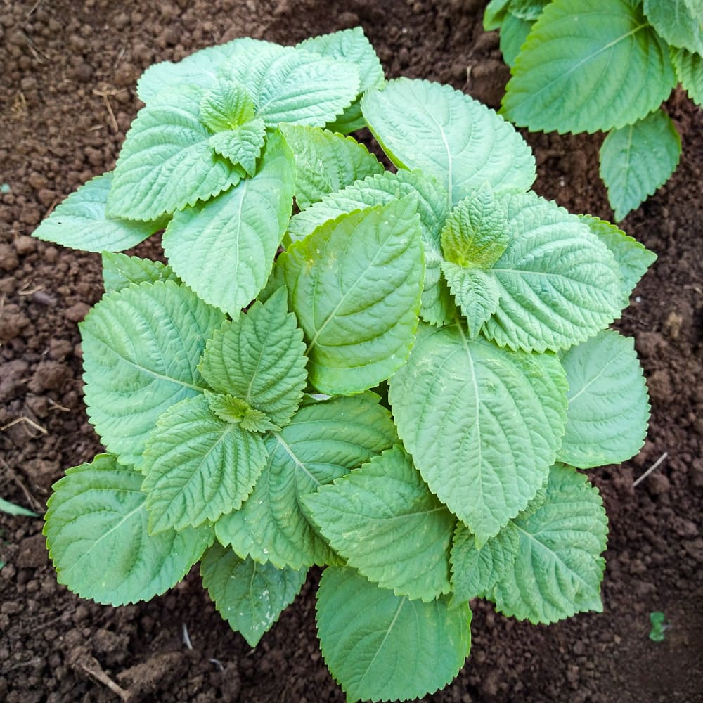 400 Green Shiso Korean Perilla Leaf Kkaennip Seeds