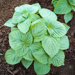 400 Green Shiso Korean Perilla Leaf Kkaennip Seeds