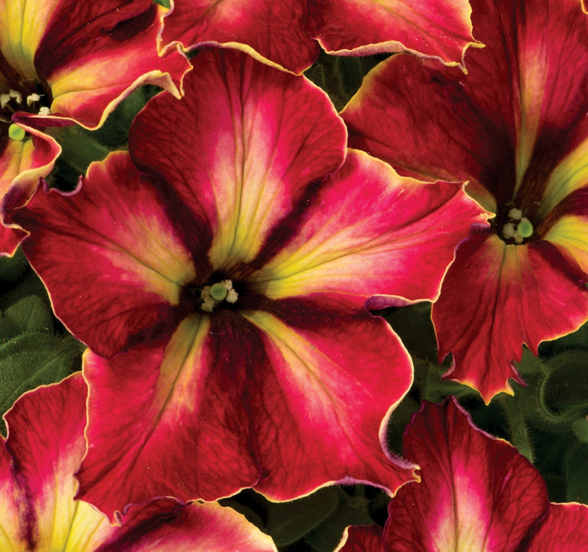 1000 Crazytunia Mandeville Petunia Seeds Grandiflora, Multiflora, Milliflora Perennial Flowers Annual Seeds (Flower)