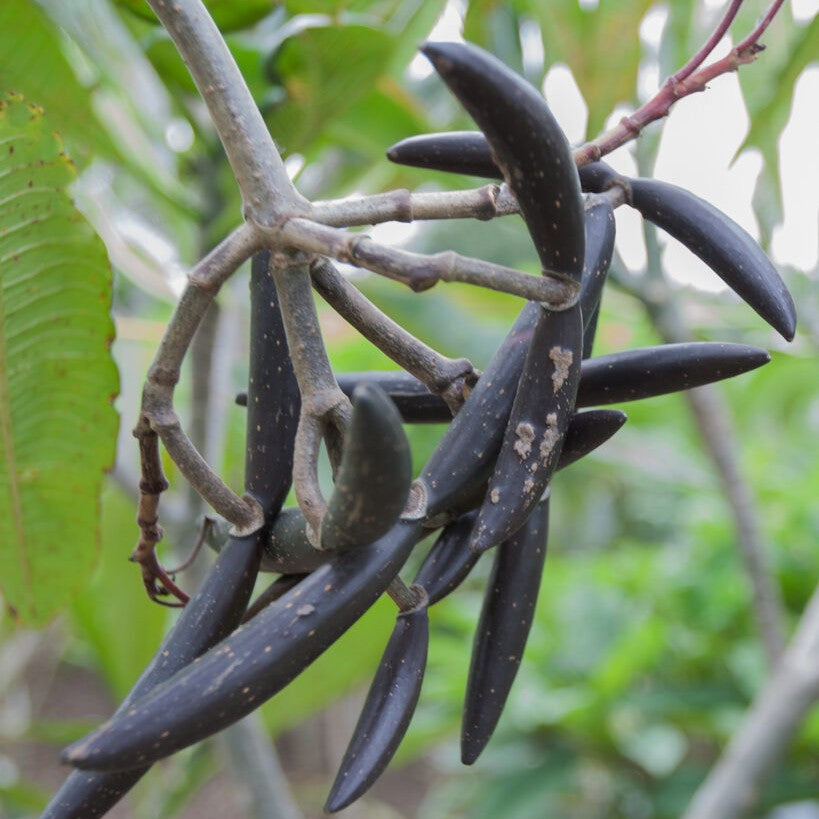 Black seed pods hanging from a tree branch with green leaves in the background