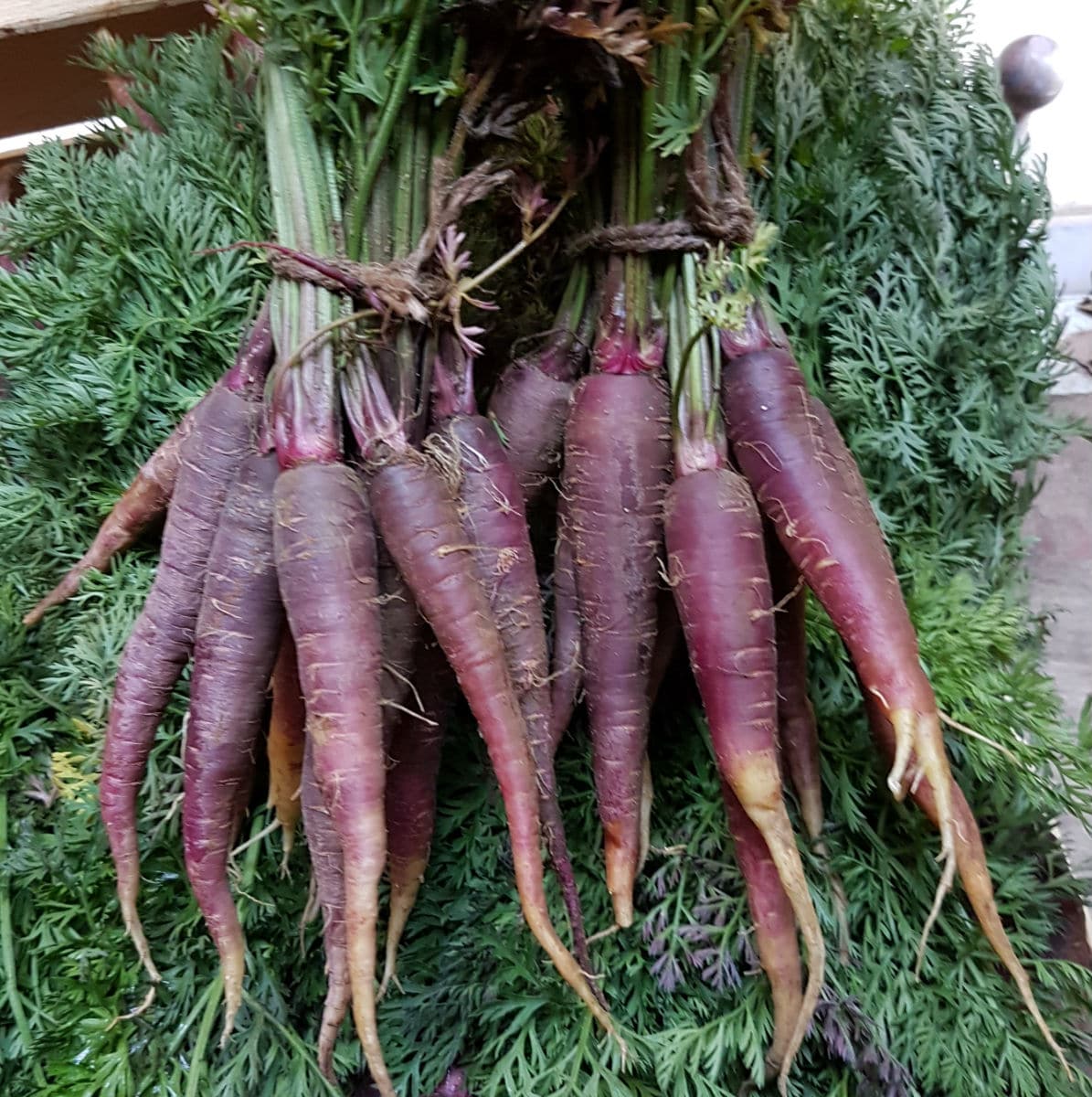 400 Purple Carrots Non GMOs Vegetable Heirloom Seeds