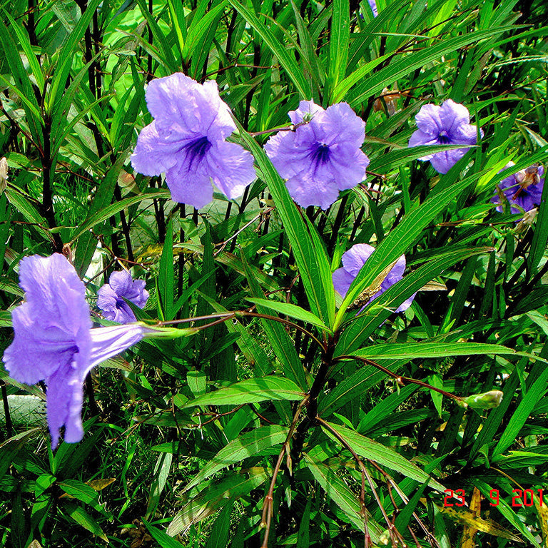 Purple flowers with green leaves in a natural setting