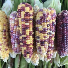 Multicolored corn cobs on a green leafy background
